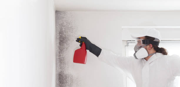 Best Affordable Mold Removal  in USA